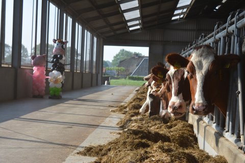 Dierenzuil foto